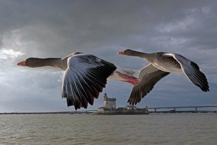 Oies cendrées au dessus du pont de Quibron