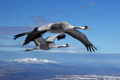 Photo d'un couple de grue au dessus de Sancy en Auvergne