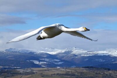 Cygne de bewick au dessus les monts du Cantal Auvergne