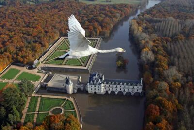 Vol de cygnes de Bewick au dessus du château de Chenonceau