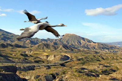 Grues demoiselles survolant la Steppe
