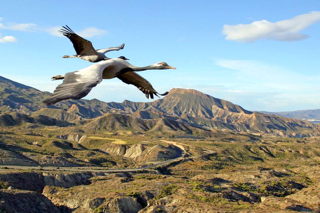 Grues demoiselles survolant la Steppe