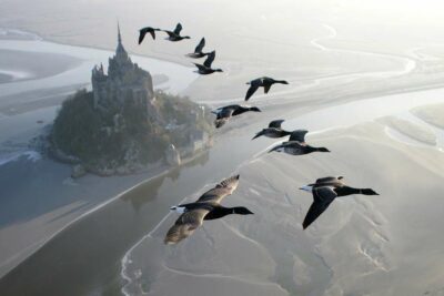 Oies Bernaches Cravants au dessus du Mont-Saint-Michel