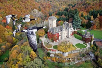 Photo de vol d'oies au dessus du château de Pesteils Polminhac Cantal