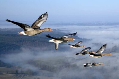 Photo de vol d'oies Cendrées au dessus d'Aurillac Cantal