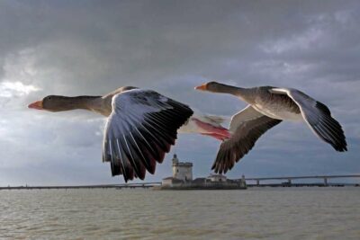 Photo d'oies cendrées avec le fort de Louvois, Pont d'Oléron