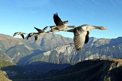 Photo des Oies cendrées qui survolent les Pyrénées