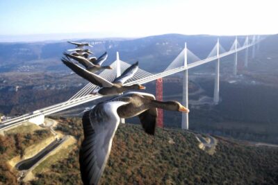Photo d'oies cendrées en vol au dessus du Viaduc de Millau