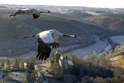 Photo de Couples de grues cendrées château de Conros Cantal