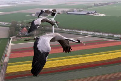 Photo de Grues cendrées au-dessus d’un champ de tulipes en Hollande