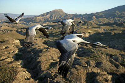 Photo de Grues demoiselles sur un paysage d’Asie Centrale
