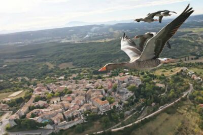 Photo Oies cendrées au-dessus du village de La Garde Adhémar