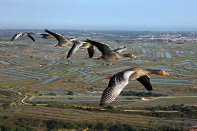 Photo Oies cendrées en hivernage en vol - marais de l’Ile d’Oléron