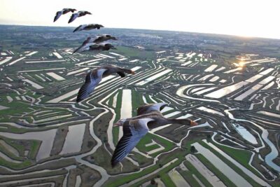 Oies cendrées en hivernage au dessus du marais de l’Ile d’Oléron