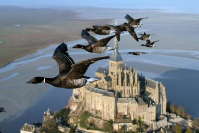 Photo de bernaches cravants et le clocher du Mont Saint-Michel
