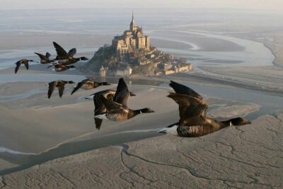 Photo de bernaches cravants en hiver - Mont Saint Michel