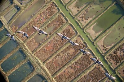 Les bernaches nonnettes en survol des marais de Séné, au fond du golf du Morbihan