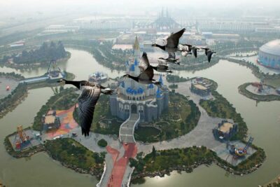 Photo bernaches nonnettes en Chine vol d’un parc d’attraction