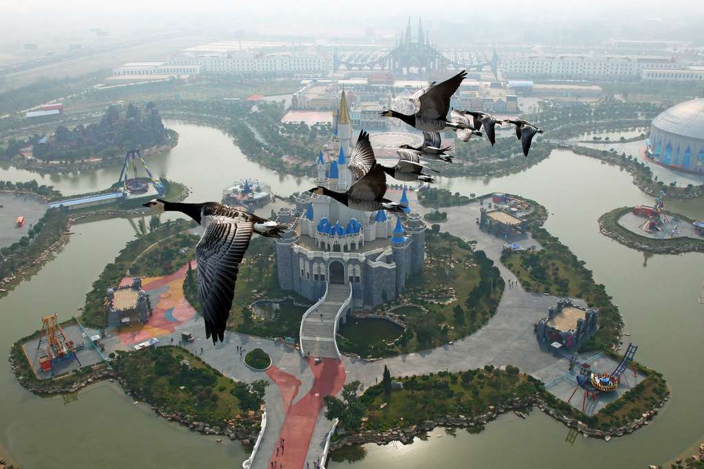 Photo bernaches nonnettes en Chine vol d’un parc d’attraction