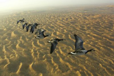 Photo bernaches nonnettes vol aux Emiras Arabes Unis