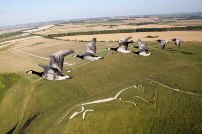Photo de bernaches nonnettes itinérantes dans le sud de l’Angleterre