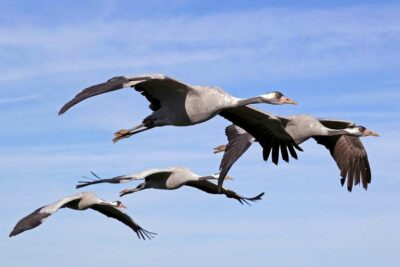 Photo de grues cendrées en formation pour la migration
