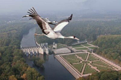 Photo migration de grues cendrées au-dessus du château de Chenonceau