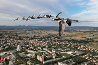 Les oies cendrée en vol vers le sud avec la ville de Pierrelatte au-dessous