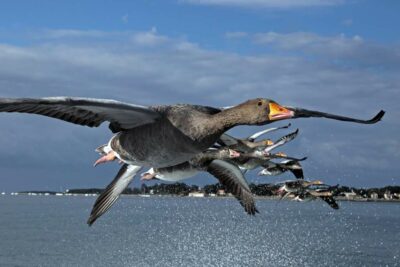 Photo oies cendrées rasant la plage proche de l’ïle d’Oléron