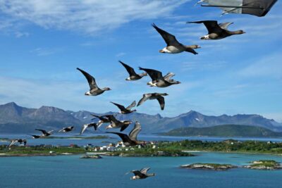oies naines à front blanc en vol au-dessus de la côte norvégienne