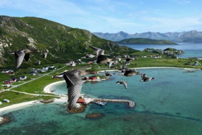 Photo vol d'oies naines à front blanc Summer Island Norvège